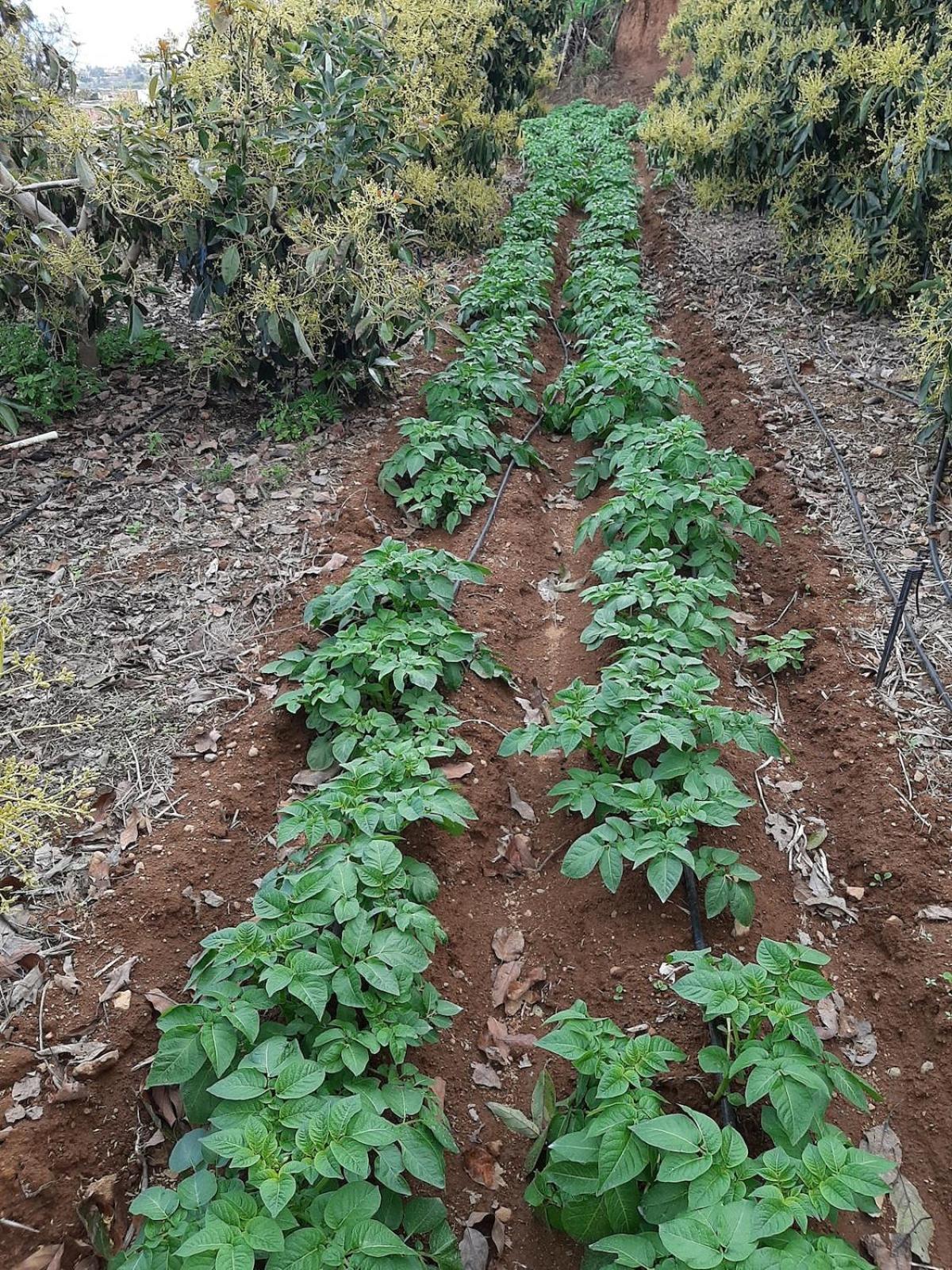 Finca De Luna La Orotava Luaran gambar