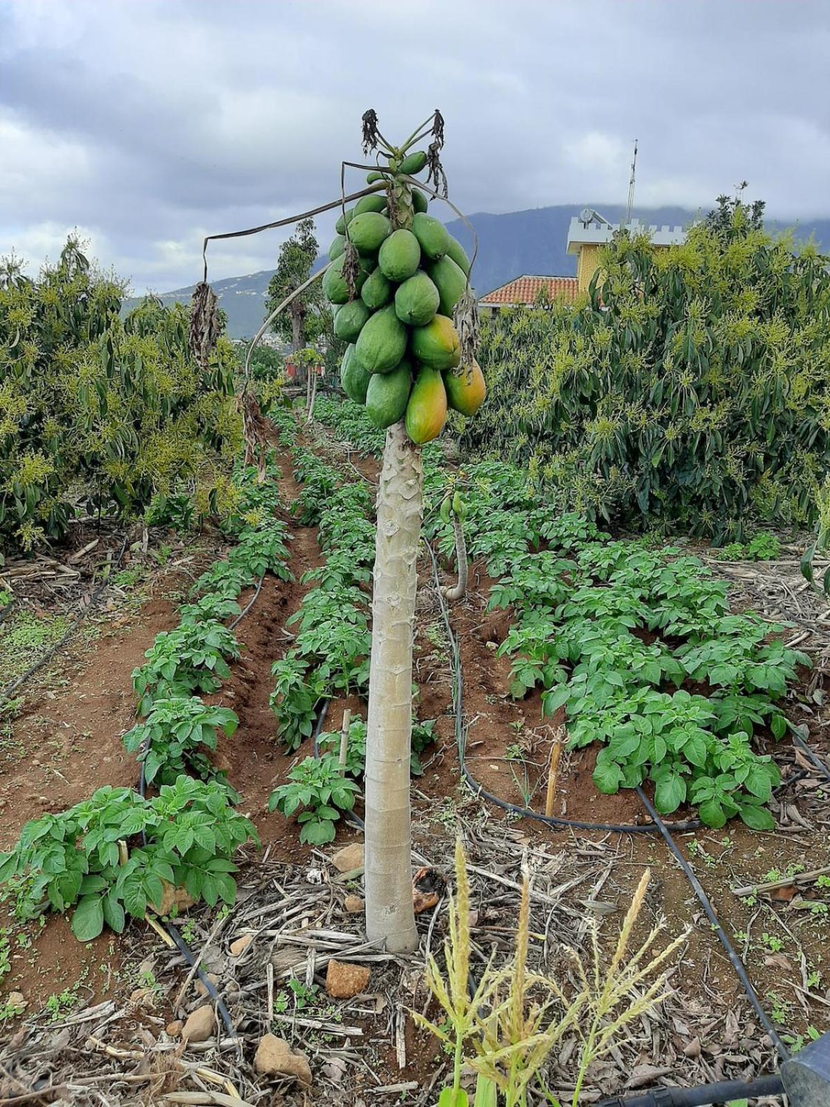 Finca De Luna La Orotava Luaran gambar